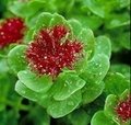 Rhodiola Extract 3