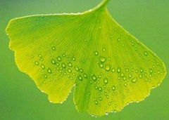 Ginkgo Biloba Extract