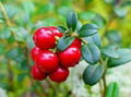 Bilberry Extract