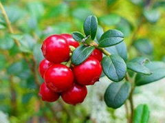 Bilberry Extract