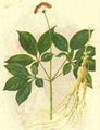 Panax Ginseng Leaf Extract 2