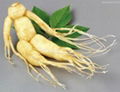 Panax Ginseng Leaf Extract 3