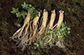  Panax Ginseng Root Extract 3