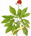 Panax Ginseng Leaf Extract