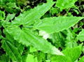 Epimedium Extract