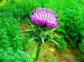 Milk Thistle Extract 2