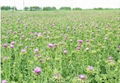 Milk Thistle Extract 3