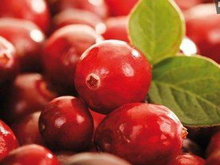 Cranberry Extract