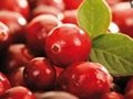 Cranberry Extract 1