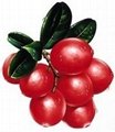Cranberry Extract 2