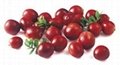 Cranberry Extract 3