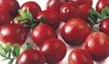 Cranberry Extract 4