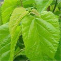 Mulberry leaf extract 1