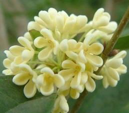 Sweet-scented Osmanthus Extract 2