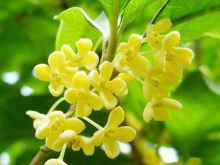 Sweet-scented Osmanthus Extract