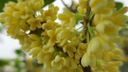 Sweet-scented Osmanthus Extract 3