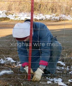 China Largest Importer Fence Netting  3