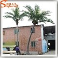 coconut tree palm tree outdoor tree 2