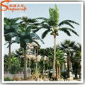 coconut tree palm tree outdoor tree 4
