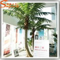 coconut tree palm tree outdoor tree 5