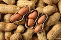 Peanut kernel 2