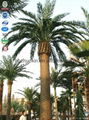 China Supplier camouflaged artificial bionic palm tree tower 2