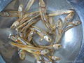 DRIED ANCHOVY FISH