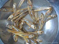 DRIED ANCHOVY FISH