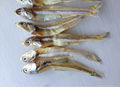 DRIED ANCHOVY FISH 2