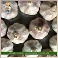 2017 Fresh Normal White Garlic 5.0cm  3