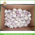 2017 China fresh normal white&purple garlic for export 1