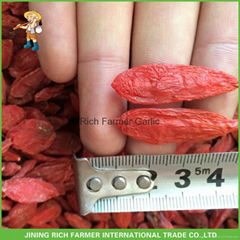 Dried Goji Berry