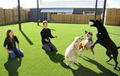 factory price soft feeling artificial grass for pets