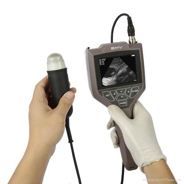 Full-digital swine, ovine ultrasound scanner 3