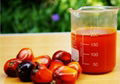 palm oil