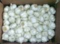 white garlic