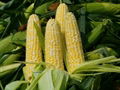 white and yellow maize