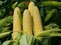 white and yellow maize 2