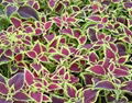 COLEUS FORSKOHLII EXTRACT ( FORSKOLIN