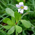 BACOPA MONNERI (BACOSIDES  50%)