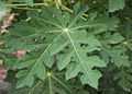 PAPAYA LEAF EXTRACT