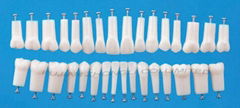 replacement teeth for Nissin and Frasaco  model