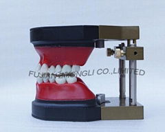 Orthodontic Models Ligature Tying Training Typodont model