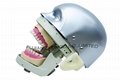 Cheap Dental Training Head Simulator Manikin 2