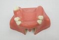dental implant model for sinus lift practice  5