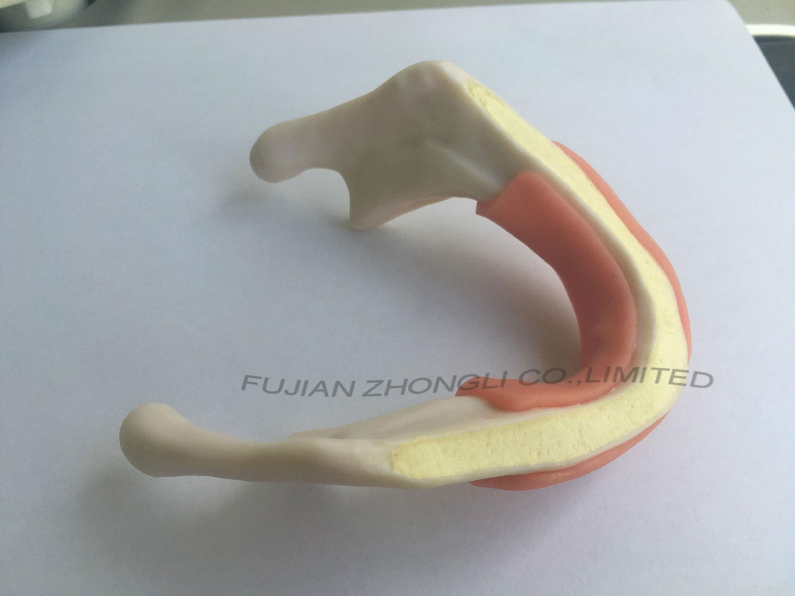 implants dental models with soft gingival from china dental supply 2