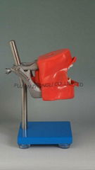 Dental Manikin Simulator Phantom Head