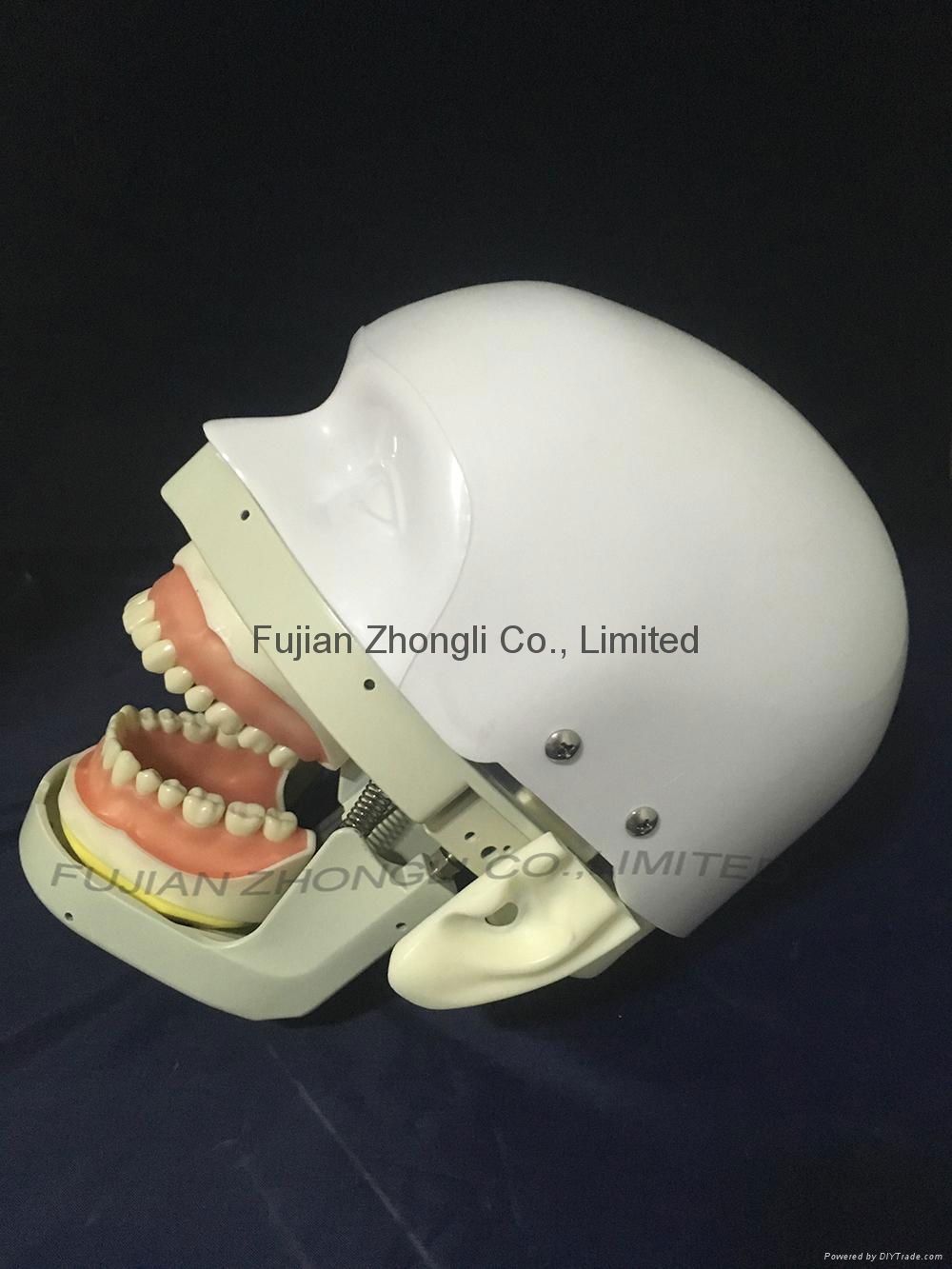 high quality Dental Training Head Simulator Manikin with Torso  3