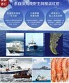 Argentina wholesale import ship frozen shrimp 3