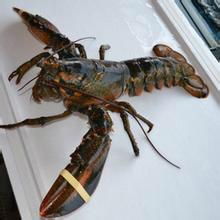 Wholesale wild sea Boston lobster